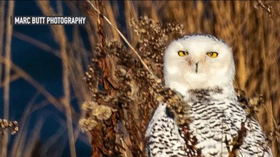 Migrating snowy owls attract visitors at the Jersey Shore