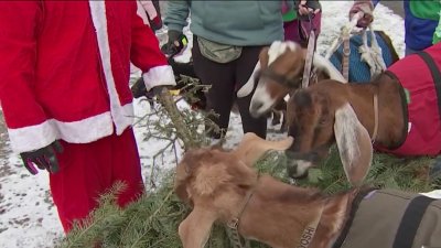 Philly Goat Project hosts 7th annual Christmas tree drop off event