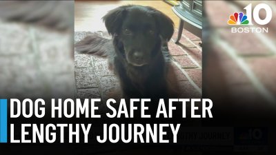 Dog reunited with owners after lengthy journey