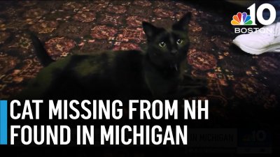 NH family reunited with cat found in Michigan