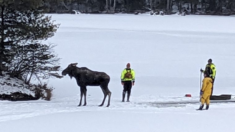 First responders saved a moose that fell via lake ice in New York. This is how they did it First responders saved a moose that fell via lake ice in New York. This is how they did it