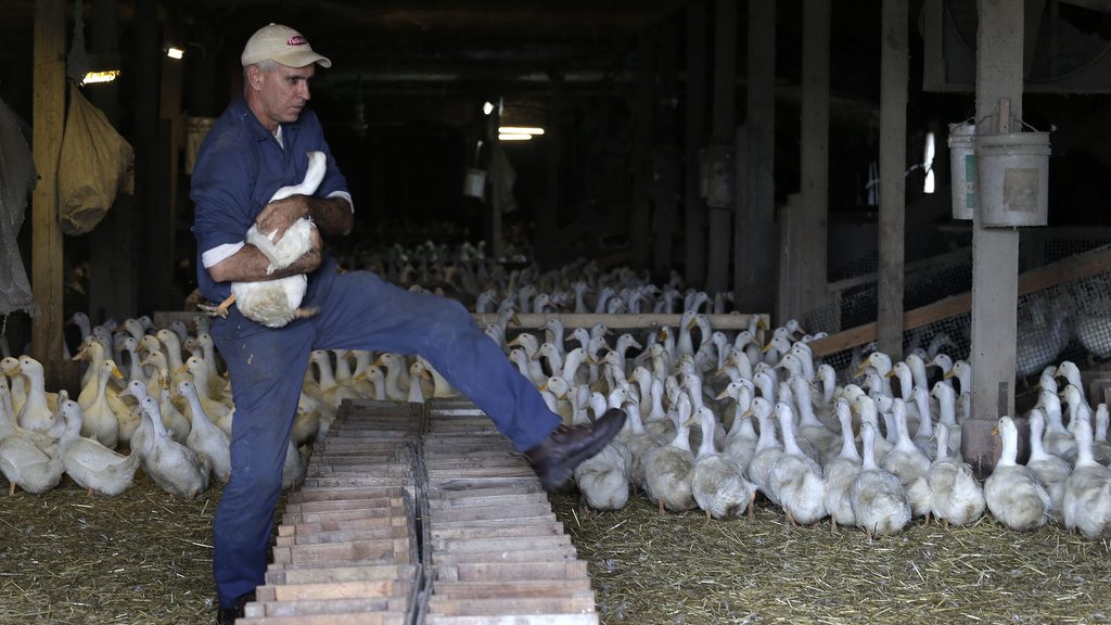 Lengthy Island’s final duck farm hit by fowl flu. Almost 10,000 killed to stem outbreak Lengthy Island’s final duck farm hit by fowl flu. Almost 10,000 killed to stem outbreak