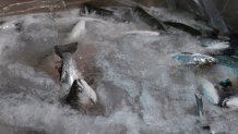 Coho salmon that will be soon donated to the Food Bank of Central New York splash about the icy water of a transport cube at Local Coho salmon fish farm, Friday, Jan. 24, 2025, in Auburn, N.Y. (AP Photo/Craig Ruttle)