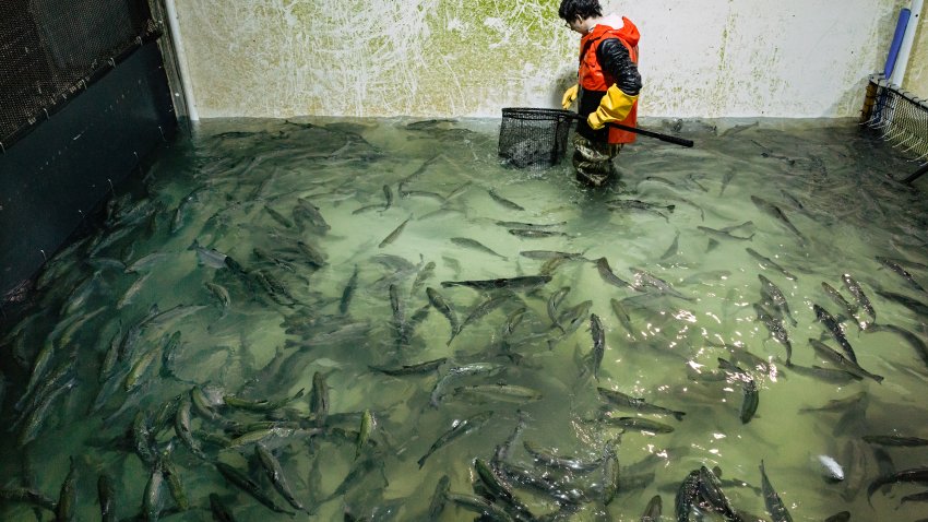 Stephen Zicari, an employee of Local Coho salmon fish farm in Auburn, N.Y., nets fish from one of the farm’s tanks Friday, Jan. 24, 2025, that will be donated to the Food Bank of Central New York. (AP Photo/Craig Ruttle)