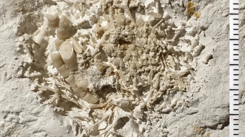 A regurgitated lump of sea lily fragments from at least two different species of sea lilies that were eaten during the Cretaceous period 66 million years ago