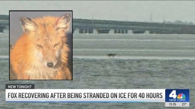 Fox recovering after being stranded on ice in Barnegat Bay for 40 hours