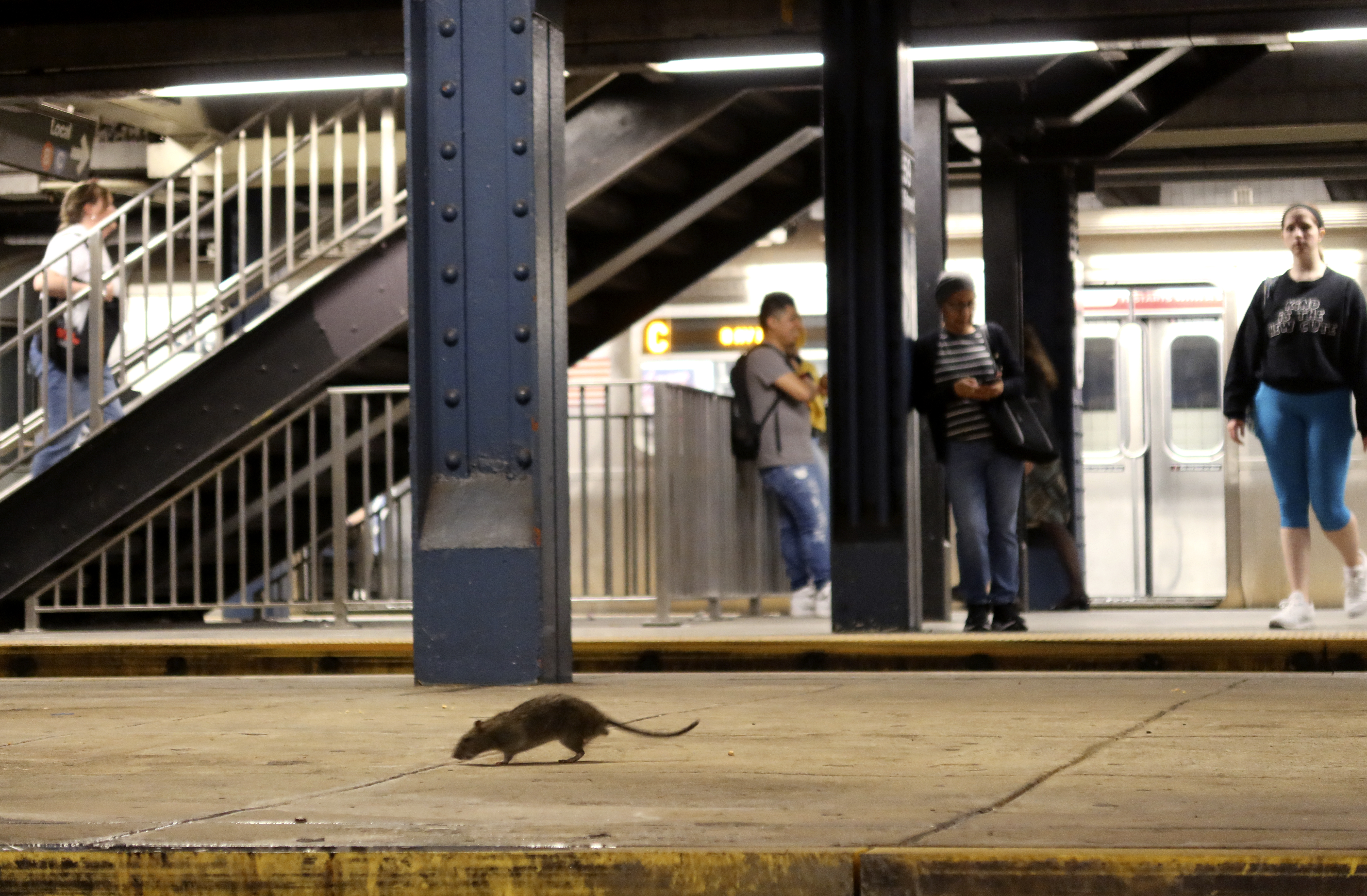 Chilly snap chills NYC’s rats, and heats up the town’s struggle in opposition to them Chilly snap chills NYC’s rats, and heats up the town’s struggle in opposition to them