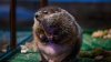 Staten Island Chuck has most accurate groundhog weather predictions, NOAA says