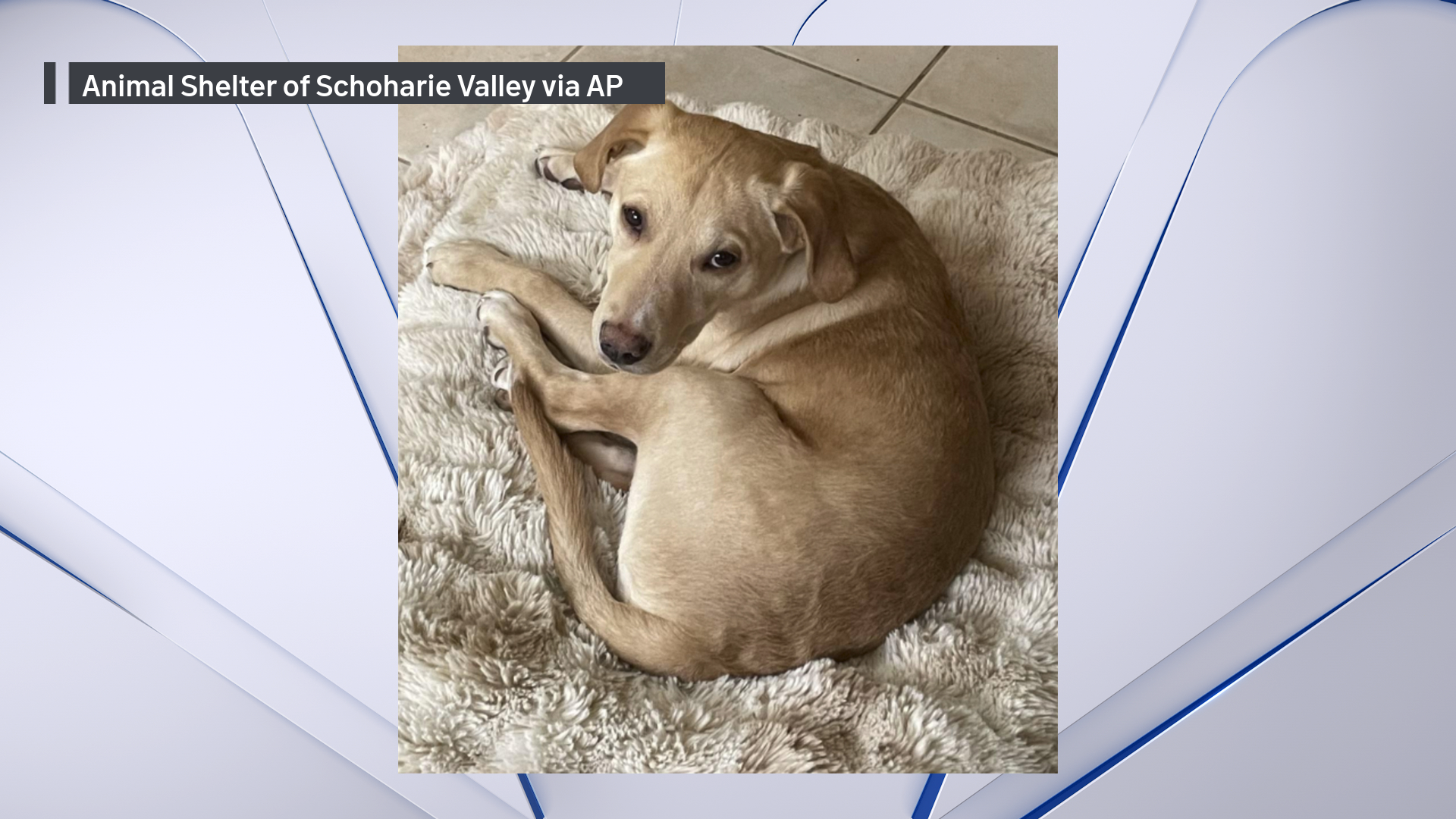 2 canine get new properties after surviving NY airplane crash that killed pilot 2 canine get new properties after surviving NY airplane crash that killed pilot