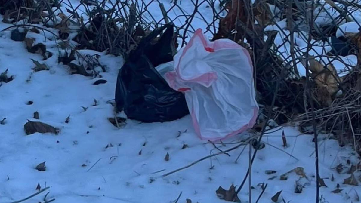 Three new child puppies discovered lifeless, frozen in luggage in Connecticut Three new child puppies discovered lifeless, frozen in luggage in Connecticut