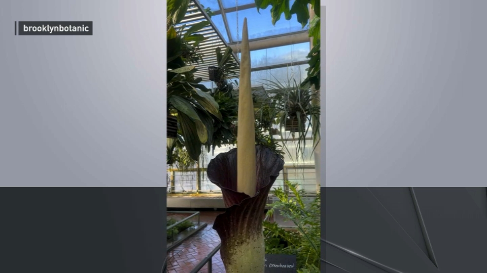‘Rotting’ corpse flower in uncommon bloom at Brooklyn Botanic Backyard for a restricted time ‘Rotting’ corpse flower in uncommon bloom at Brooklyn Botanic Backyard for a restricted time