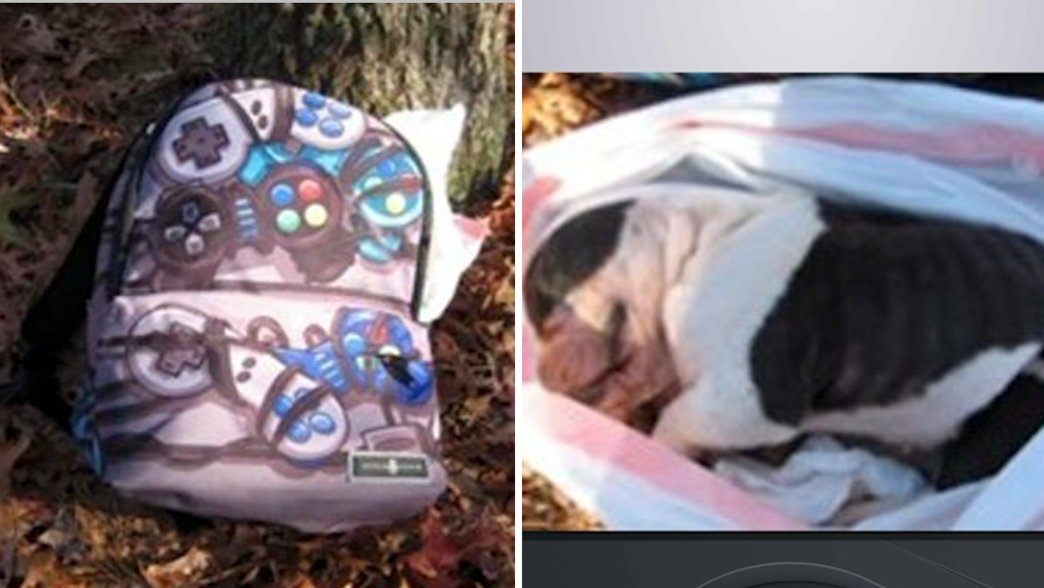 Stays of bulldog pet present in backpack at Lengthy Island park Stays of bulldog pet present in backpack at Lengthy Island park