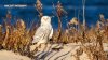 Have you seen one? Rare sightings of snowy owls at Jersey Shore stoke excitement