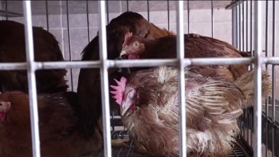 Gov. Hochul orders NYC-area poultry markets to close due to bird flu