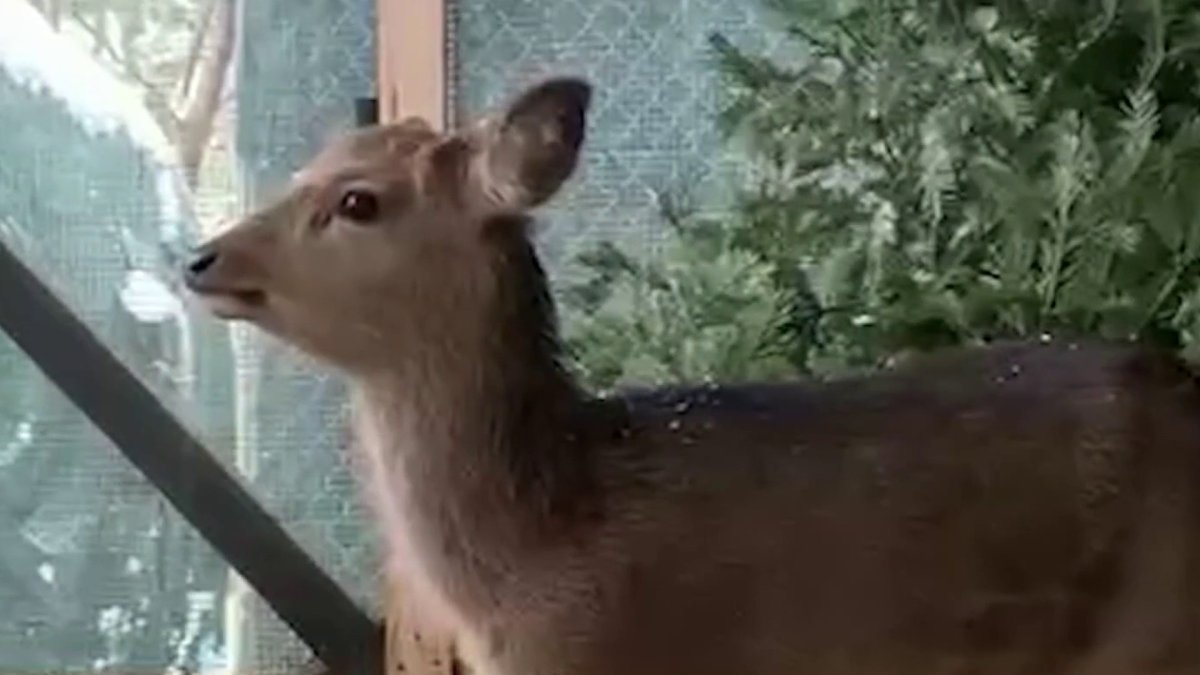 VIDEO: Young deer rescued after falling through icy river on Long ...