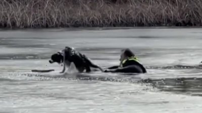 SEE IT: Dog rescued after falling through icy lake in New Jersey