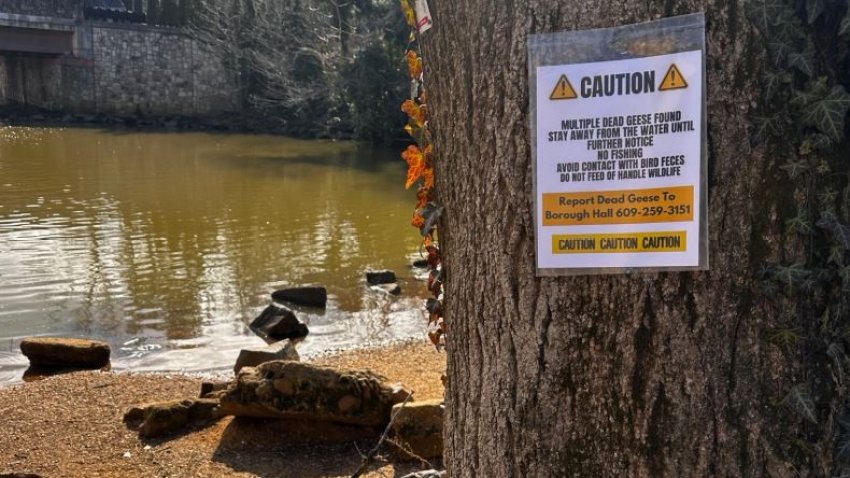 A sign at a pond in Allentown Borough, New Jersey, warns residents that dead geese there tested positive for bird flu.