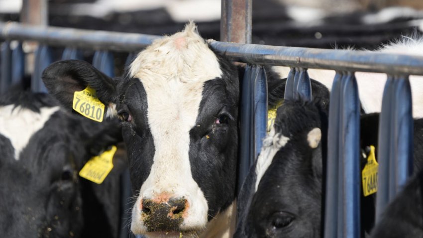 A cow at a dairy farm in Elberta, Utah, U.S., on Friday, March 11, 2022.