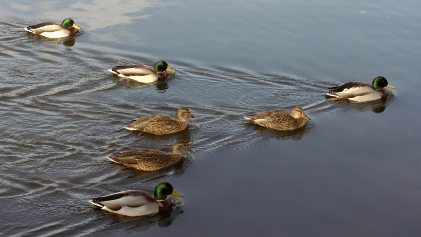 Mallard ducks in Central Park.