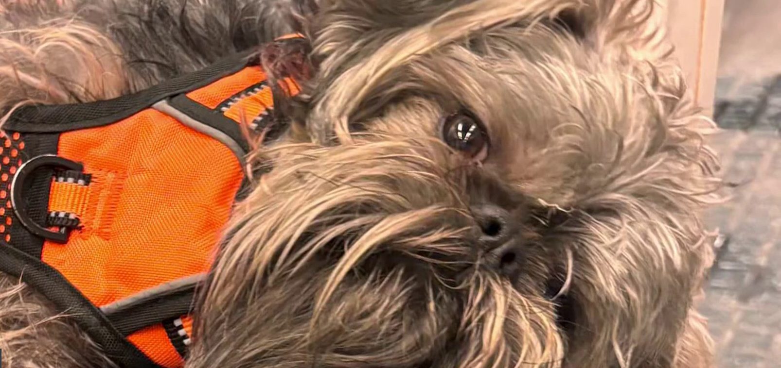 House owners plead for canine’s secure return after he disappears throughout Brooklyn park assault House owners plead for canine’s secure return after he disappears throughout Brooklyn park assault