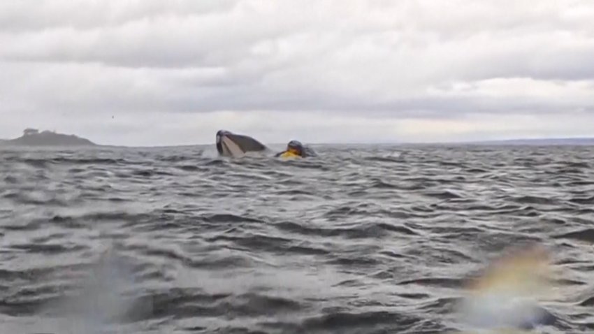 Increíble: padre graba cómo una ballena se traga a su hijo y lo escupe