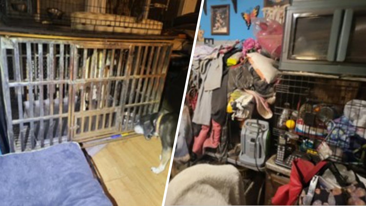 Almost 50 canine, cats and a chicken discovered residing in squalid situations at Lengthy Island residence Almost 50 canine, cats and a chicken discovered residing in squalid situations at Lengthy Island residence