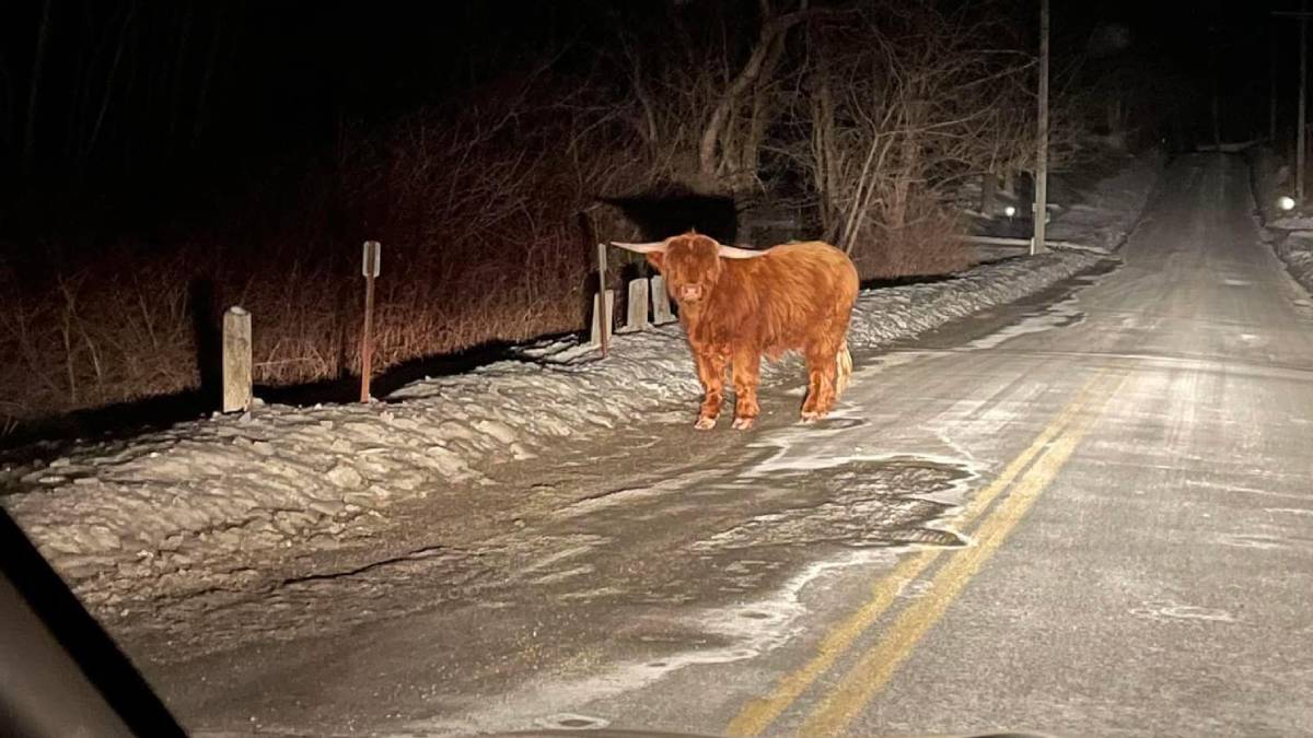 Scottish Highland bull on the free in Connecticut Scottish Highland bull on the free in Connecticut