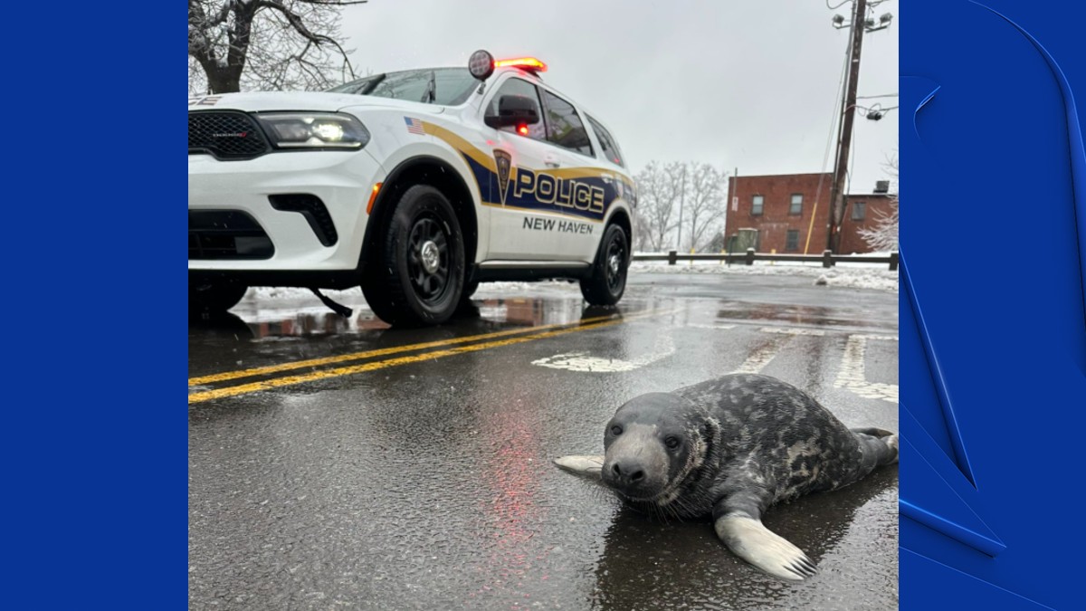 Beloved New Haven seal pup Chappy now has pneumonia Beloved New Haven seal pup Chappy now has pneumonia