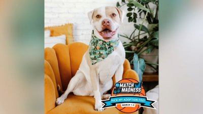 PAWS Match Madness is looking to find pets loving homes