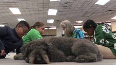 Therapy dogs helping students learn in the Bronx