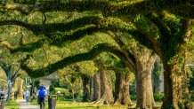 Many old and well-maintained trees are seen along St. Charles Avenue in the city of New Orleans, Thursday, Feb. 27, 2025. (AP Photo/Matthew Hinton)