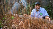 Arthur Johnson, the chief executive director of the Lower 9th Ward Center for Sustainable Engagement and Development (CSED), looks at some of the bald cypress tree seedlings he grows in New Orleans, Thursday, Feb. 27, 2025. (AP Photo/Matthew Hinton)