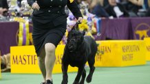 FILE - A cane corso competes at the 140th Westminster Kennel Club dog show, Tuesday, Feb. 16, 2016, at Madison Square Garden in New York. (AP Photo/Mary Altaffer, File)