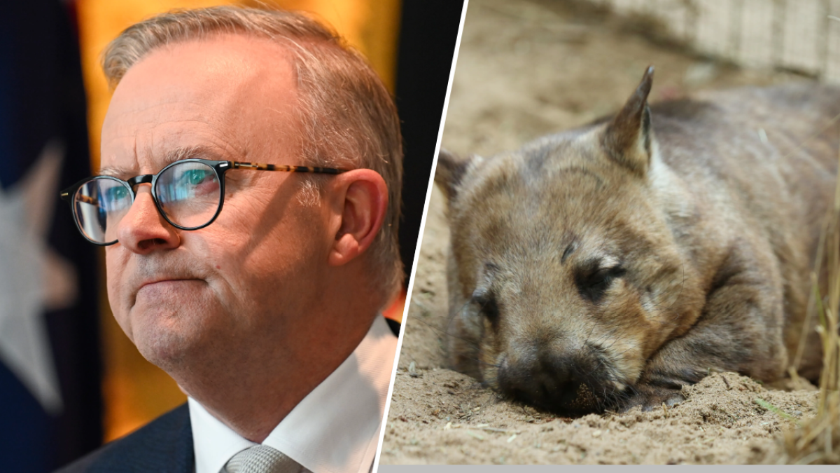 Outrage Ensues After American Influencer Snatches Baby Wombat from Its Mother