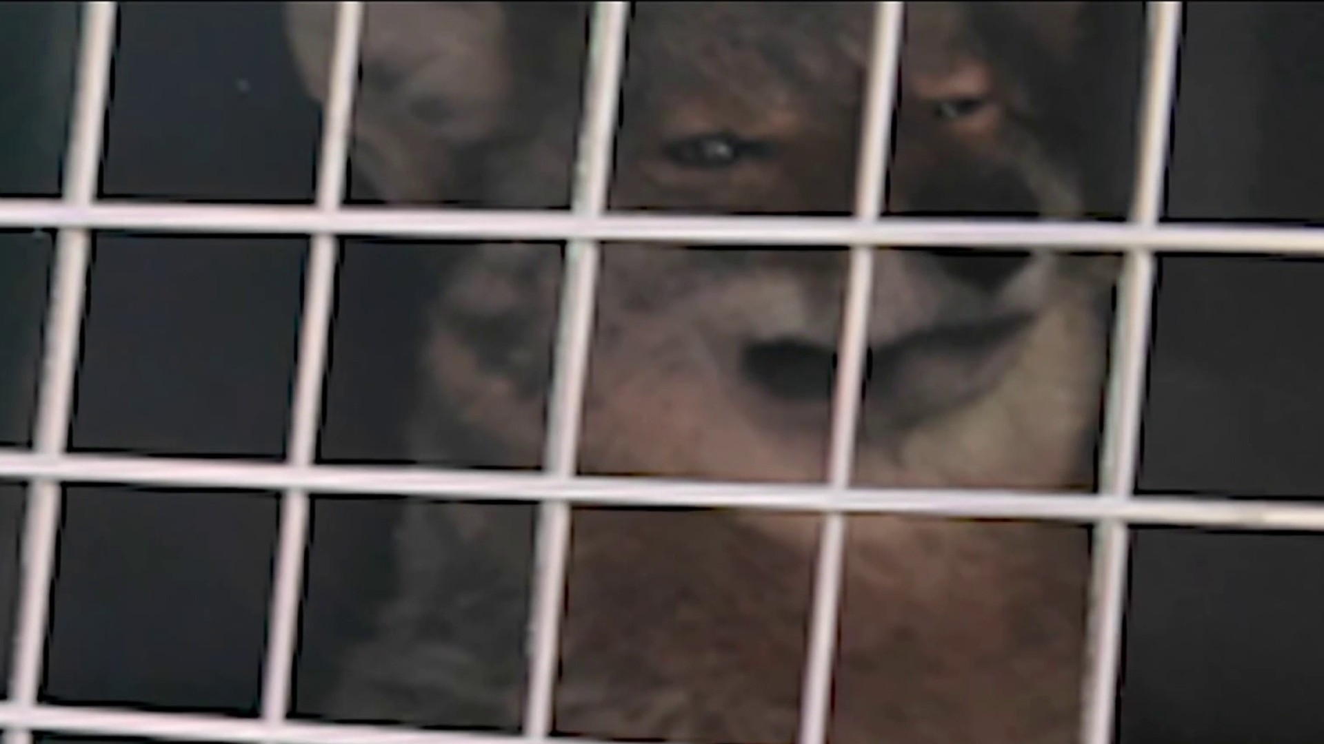 Coyote captured after wandering into Higher East Facet storage Coyote captured after wandering into Higher East Facet storage