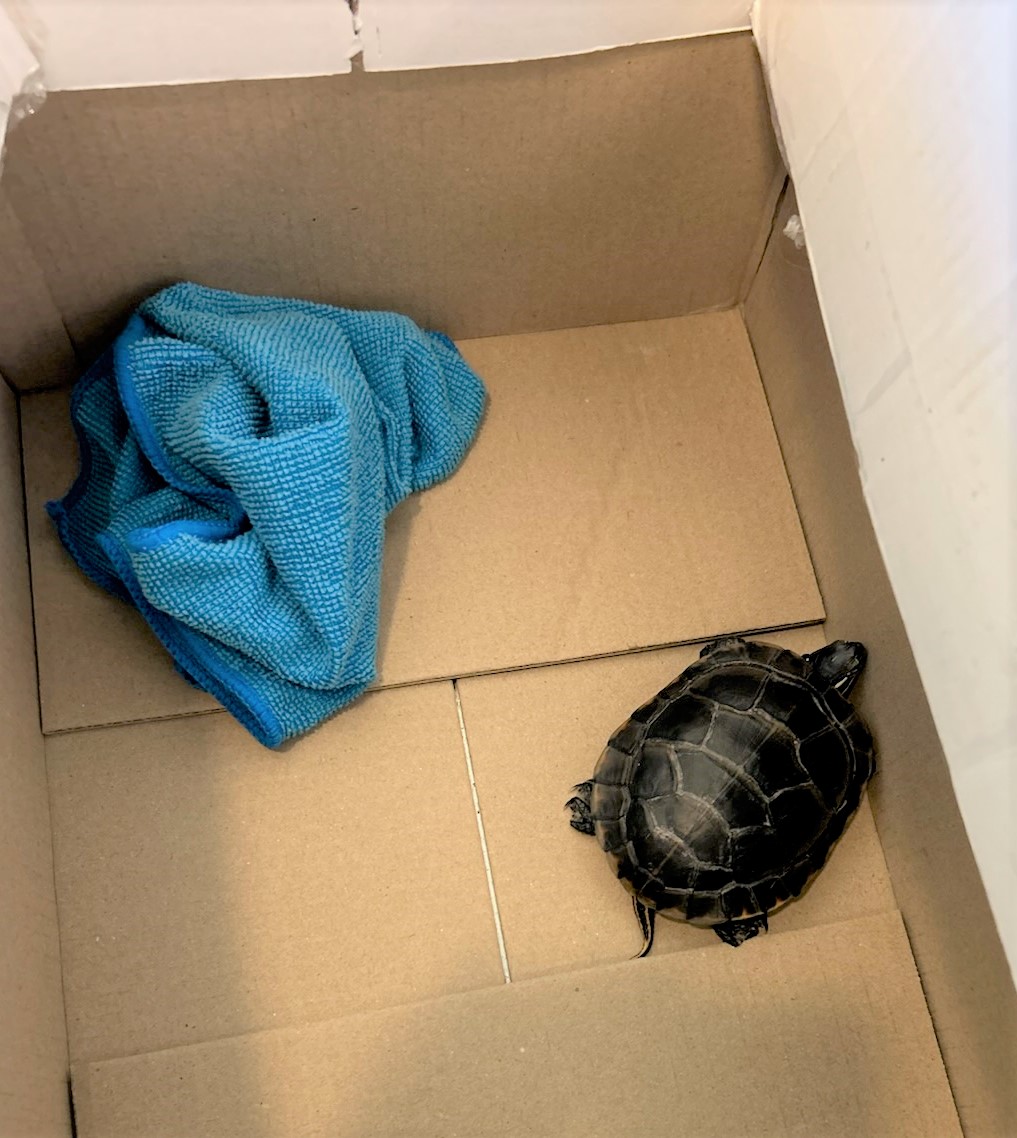 Traveler triggers Newark Airport safety, pulls dwell turtle from his pants: TSA Traveler triggers Newark Airport safety, pulls dwell turtle from his pants: TSA