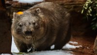 FILE - A wombat