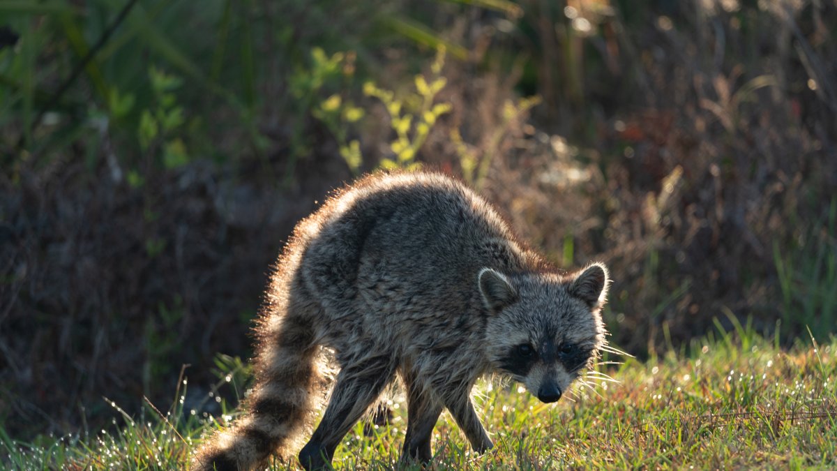 Long Island rabies warning: Suffolk County finds 2nd rabid raccoon ...