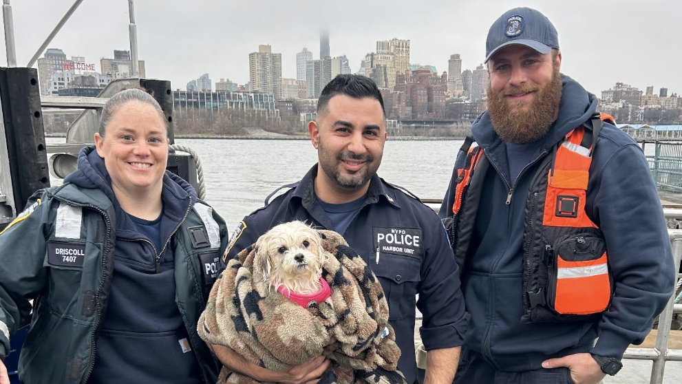 Is that this your furball? NYPD on the hunt for canine’s proprietor after East River rescue Is that this your furball? NYPD on the hunt for canine’s proprietor after East River rescue