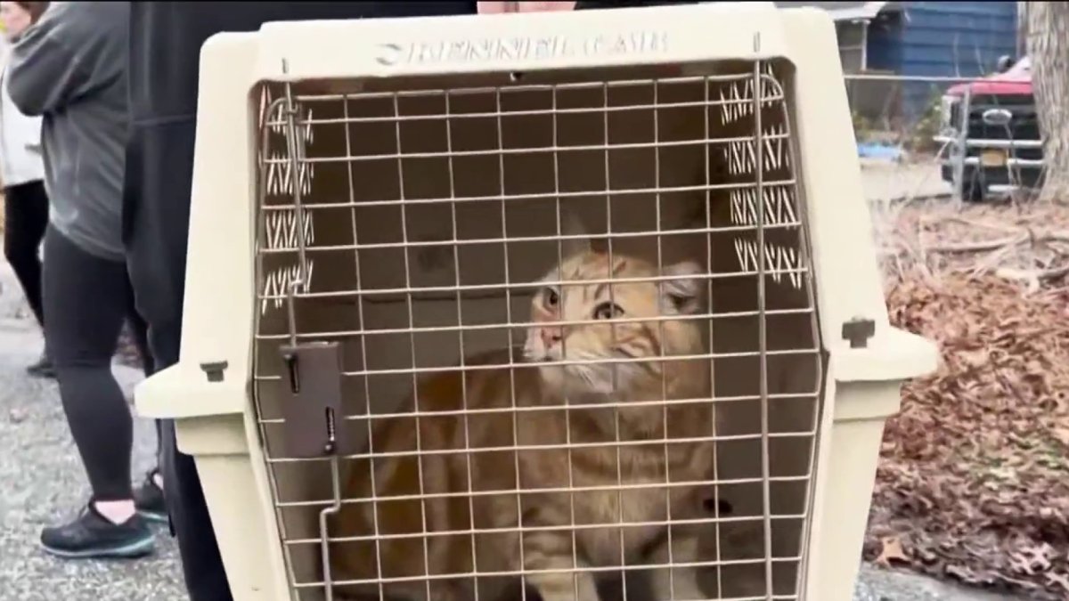 Cats rescued from Long Island sanctuary after deadly fire – NBC New York