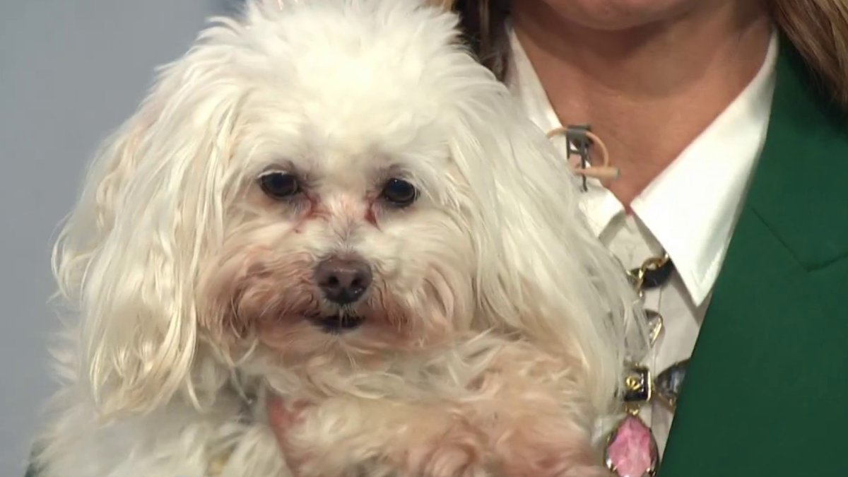 Meet your future fur baby – NBC New York