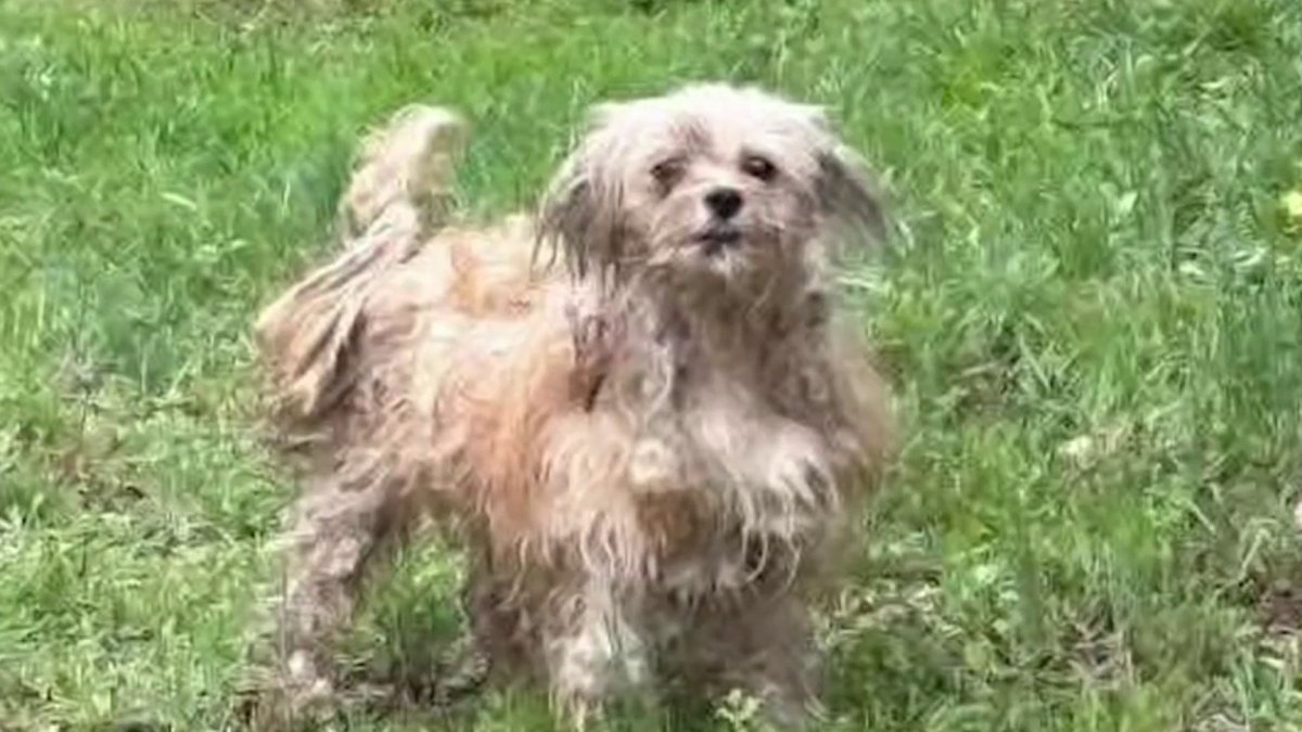 Nearly two dozen dogs found abandoned in New Jersey – NBC New York