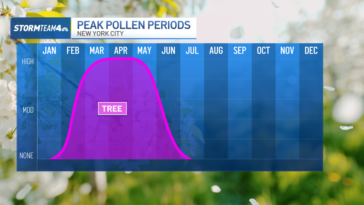 How bad is pollen today? Why allergies seem worse than ever – NBC New York