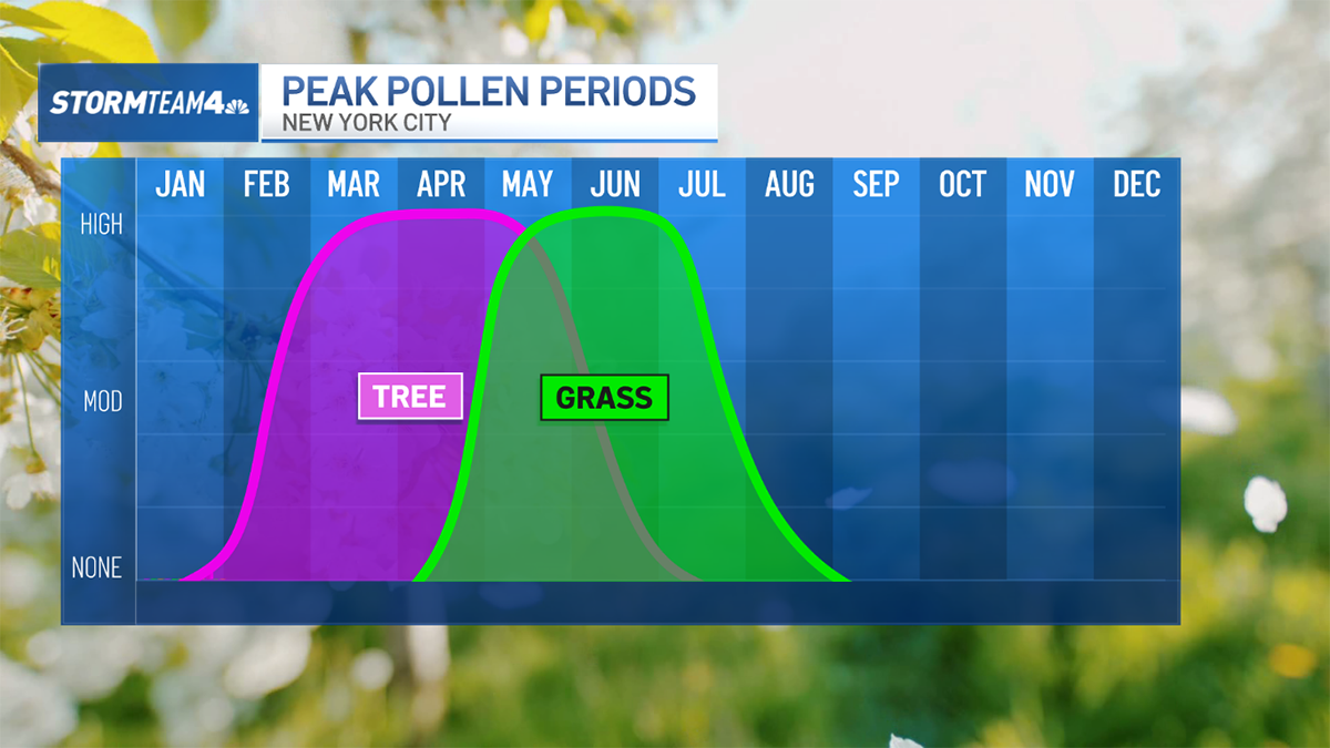 How bad is pollen today? Why allergies seem worse than ever – NBC New York