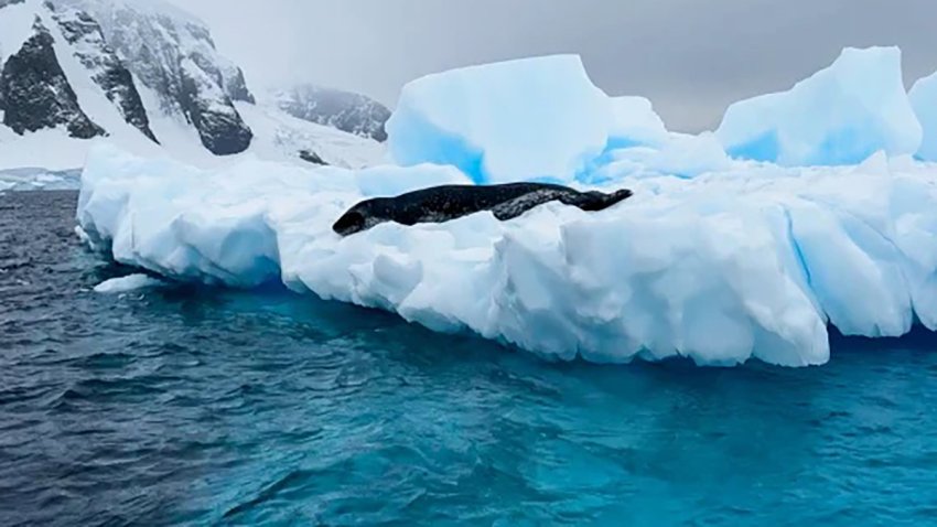 Leopard seal along the Antarctic Peninsula.