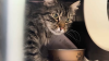 30 cats and kittens found in cages next to Southern State Parkway on LI