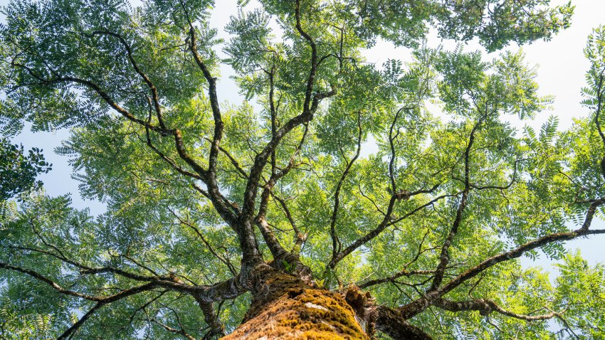 Treetop.