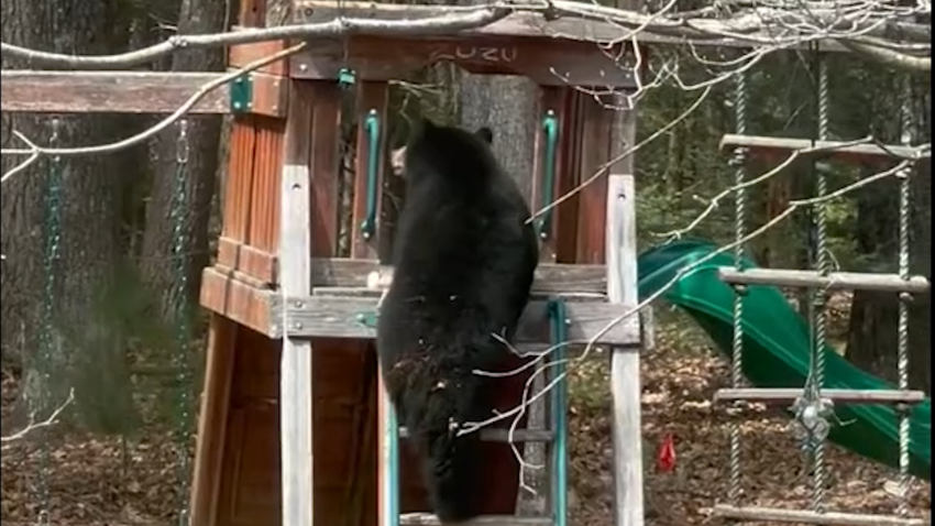 Bear climbs playset ladder