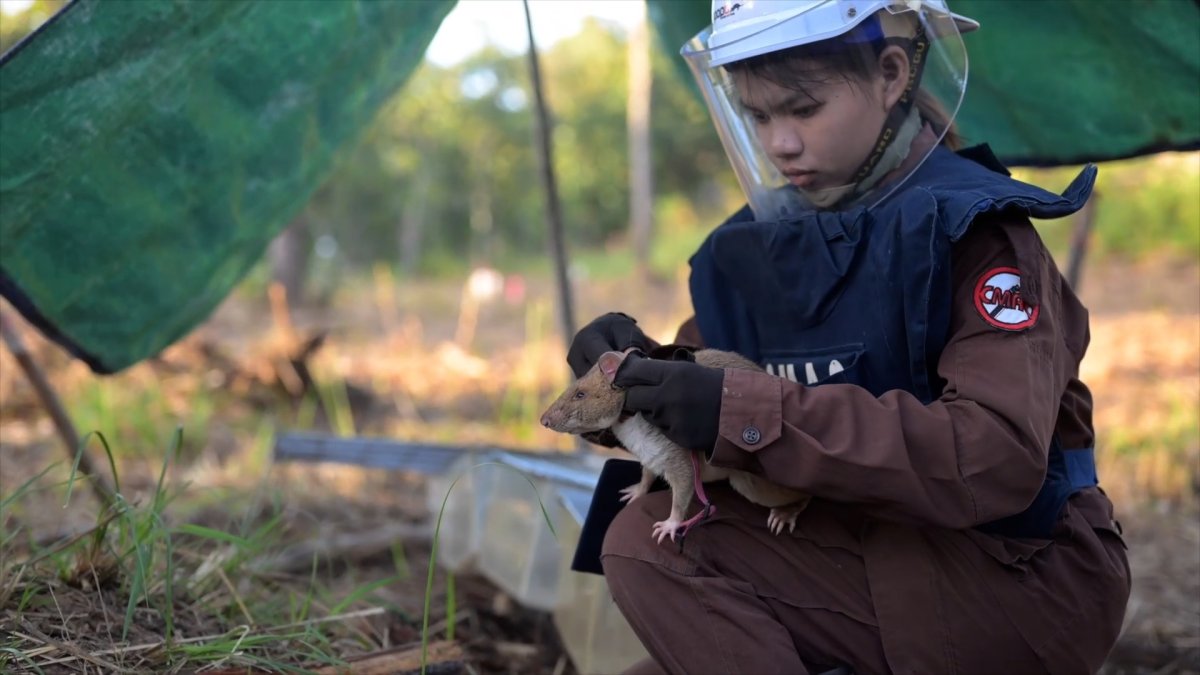 Rat receives Guinness World Record for sniffing out landmines – NBC New ...