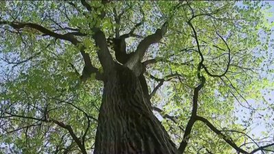 Century-old Prospect Park elm trees under threat by deadly disease